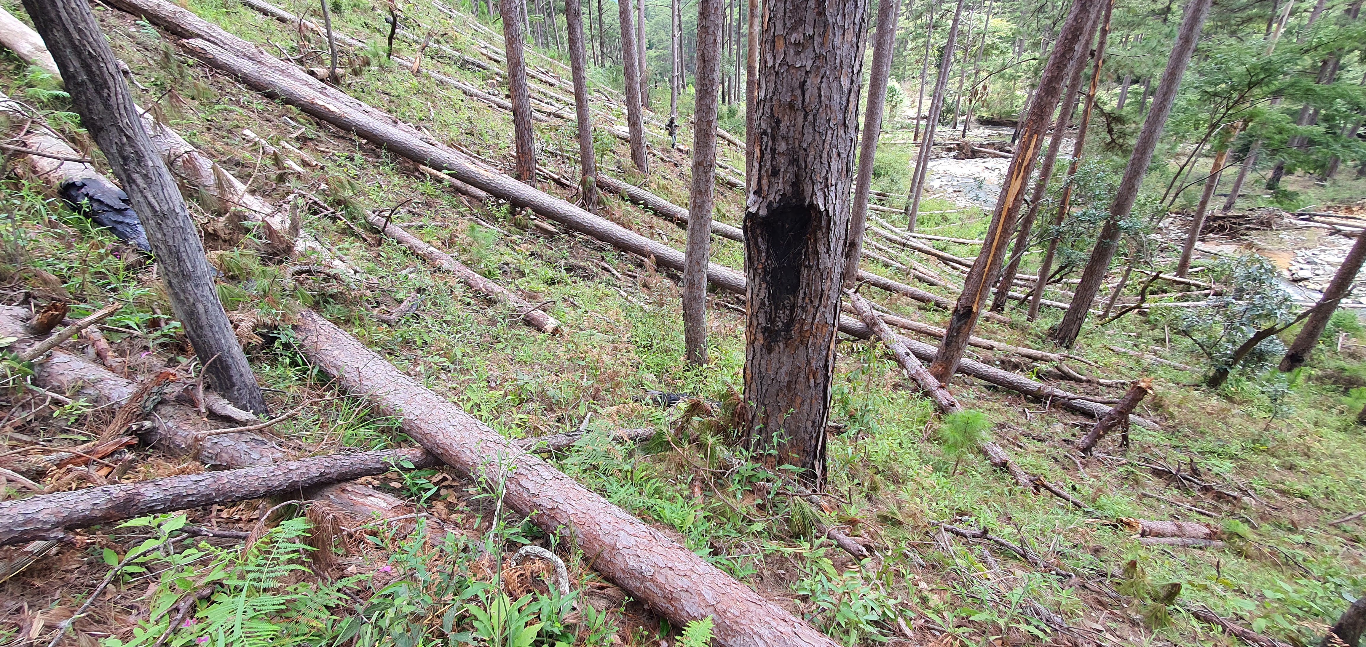 Khẩn trương điều tra hành vi phá rừng trên quy mô lớn tại Lâm Đồng